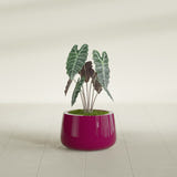Short Hayden Bowl fiberglass planter in Gloss Eggplant, shown planted, in a sunlit interior