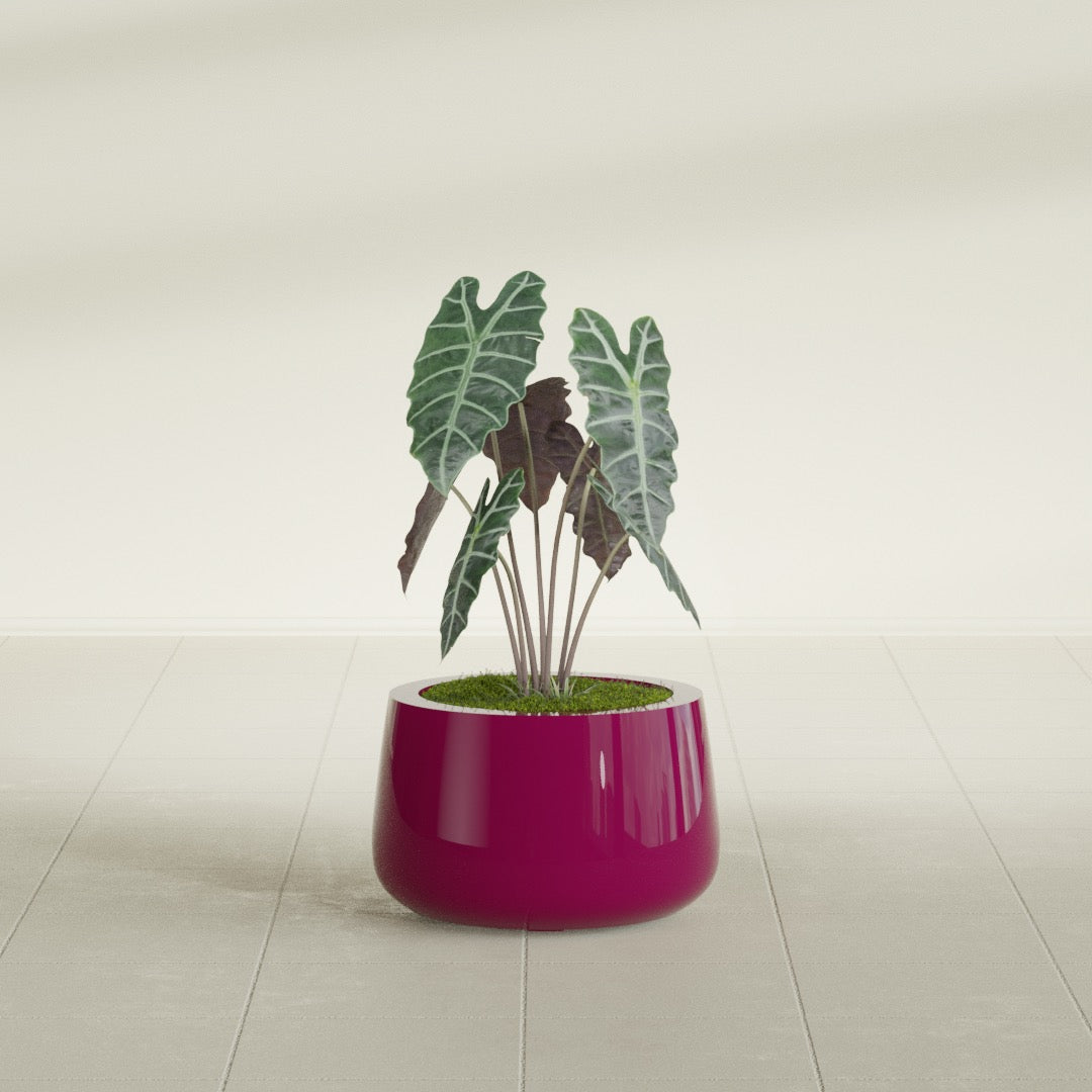 Short Hayden Bowl fiberglass planter in Gloss Eggplant, shown planted, in a sunlit interior