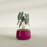 Short Hayden Bowl fiberglass planter in Gloss Eggplant, shown planted, in a sunlit interior
