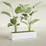 Cuba Low Rectangular fiberglass planter in Matte Bright White, shown planted, in a sunlit interior