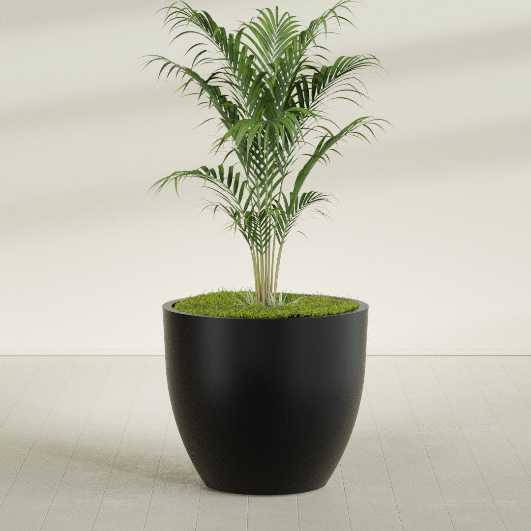 Wannsee Round fiberglass planter in Matte Black, shown planted, in a sunlit interior