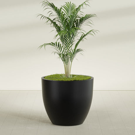 Wannsee Round fiberglass planter in Matte Black, shown planted, in a sunlit interior