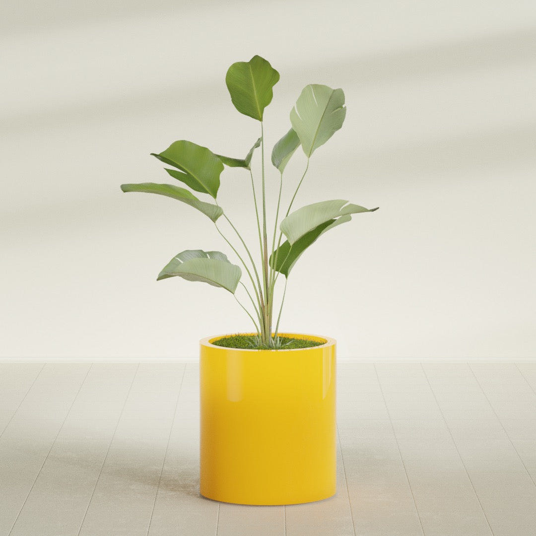 Rio Grande Cylinder fiberglass planter in Gloss Saffron, shown planted, in a sunlit interior