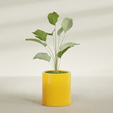 Rio Grande Cylinder fiberglass planter in Gloss Saffron, shown planted, in a sunlit interior