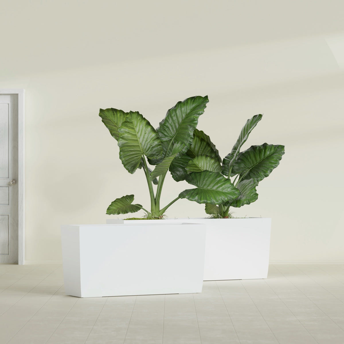 Panama Tapered Rectangular fiberglass planter in Matte Bright White, shown planted, in a sunlit interior