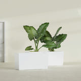 Panama Tapered Rectangular fiberglass planter in Matte Bright White, shown planted, in a sunlit interior