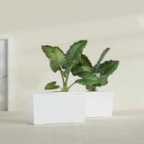 Panama Tapered Rectangular fiberglass planter in Matte Bright White, shown planted, in a sunlit interior