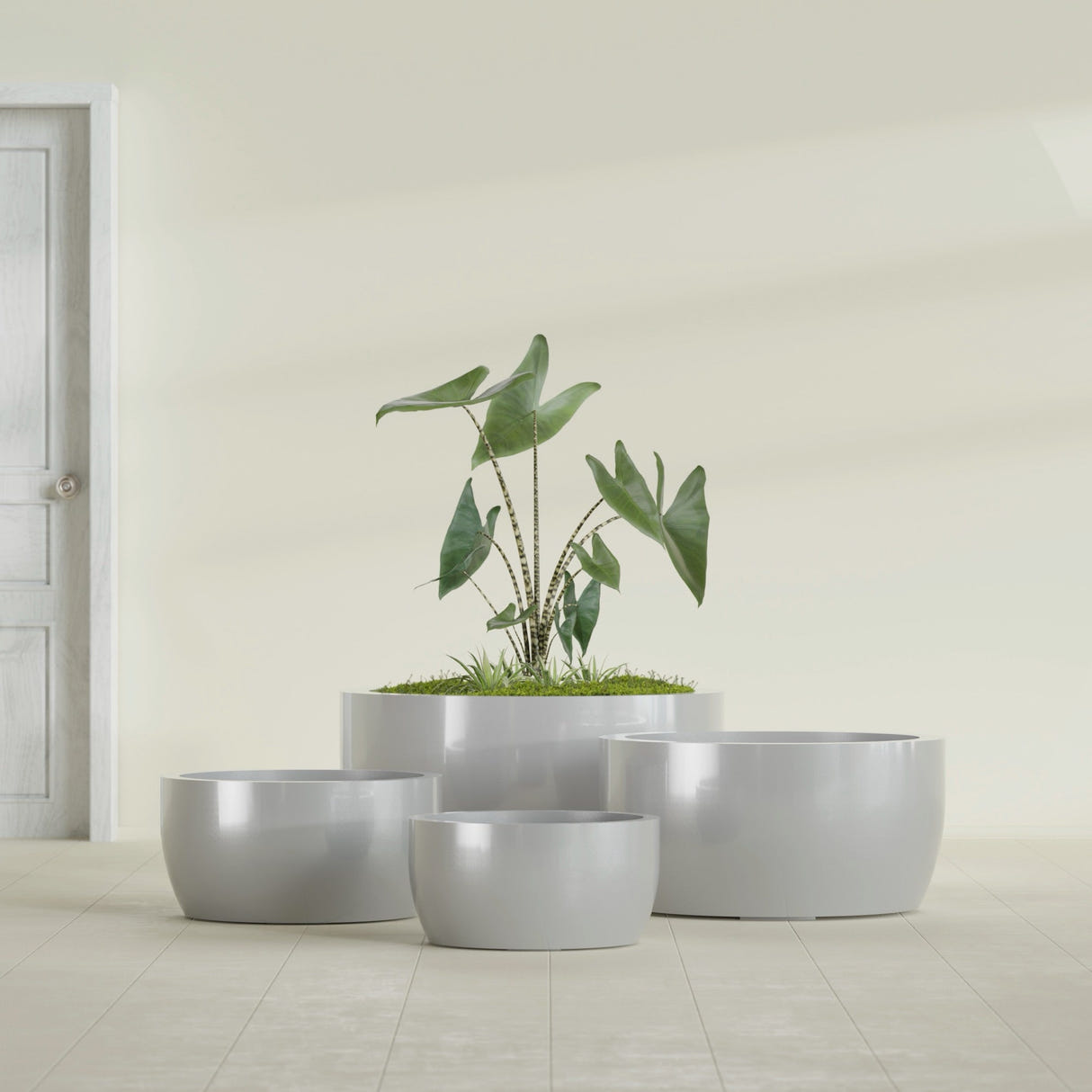 Casablanca Bowl fiberglass planter in Metallic Silver, size range, in a sunlit interior