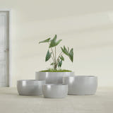Casablanca Bowl fiberglass planter in Metallic Silver, size range, in a sunlit interior