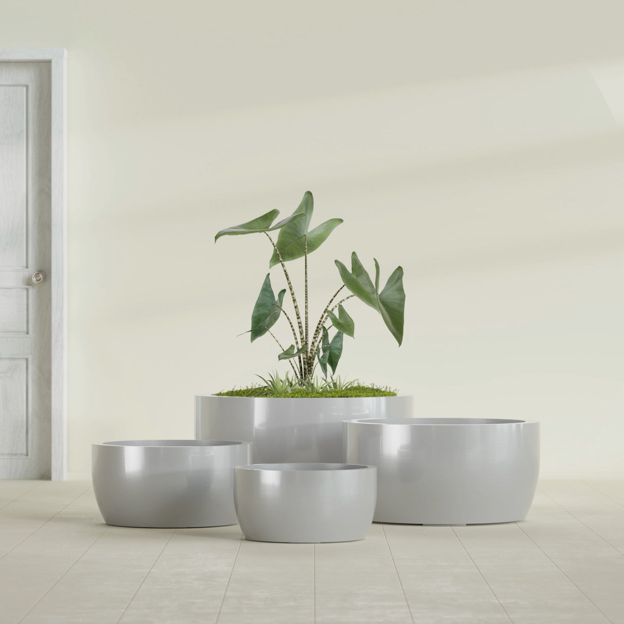 Casablanca Bowl fiberglass planter in Metallic Silver, size range, in a sunlit interior