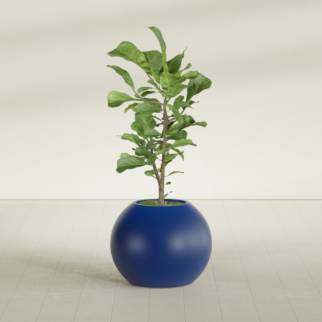 Globe fiberglass planter in Matte Cobalt Blue, shown planted, in a sunlit interior