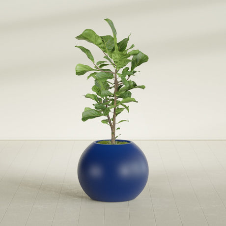 Globe fiberglass planter in Matte Cobalt Blue, shown planted, in a sunlit interior