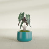Short Hayden Bowl fiberglass planter in Satin Seafoam Green, shown planted, in a sunlit interior