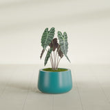 Short Hayden Bowl fiberglass planter in Satin Seafoam Green, shown planted, in a sunlit interior