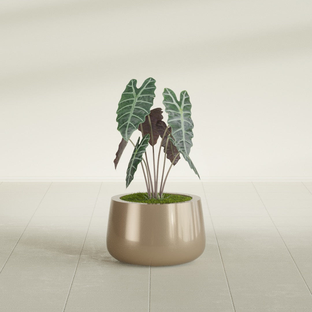 Short Hayden Bowl fiberglass planter in Gloss Metallic Gold, shown planted, in a sunlit interior