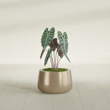 Short Hayden Bowl fiberglass planter in Gloss Metallic Gold, shown planted, in a sunlit interior