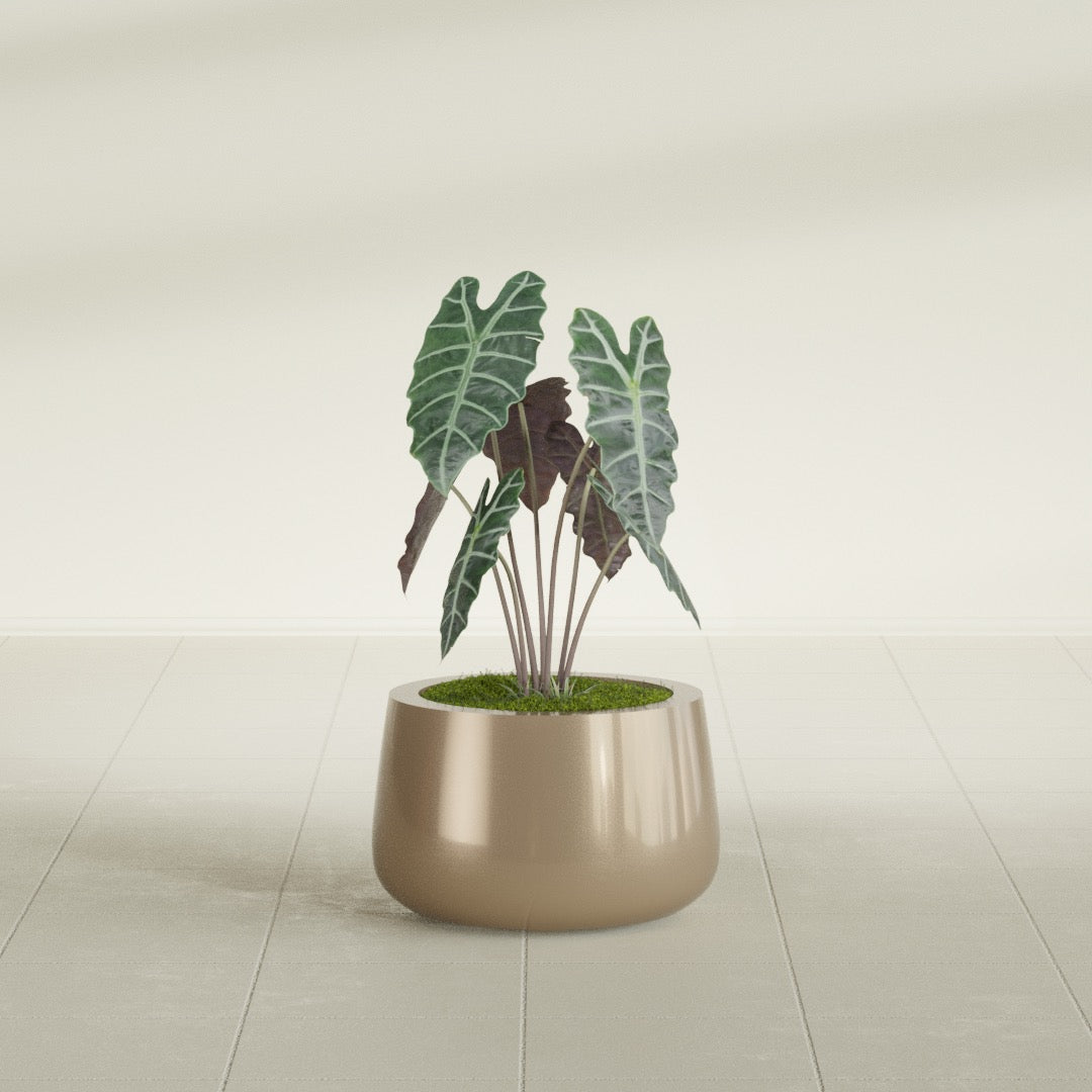 Short Hayden Bowl fiberglass planter in Gloss Metallic Gold, shown planted, in a sunlit interior
