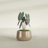 Short Hayden Bowl fiberglass planter in Gloss Metallic Gold, shown planted, in a sunlit interior