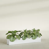 Salon Box fiberglass planter in Gloss Bright White, shown planted, in a sunlit interior