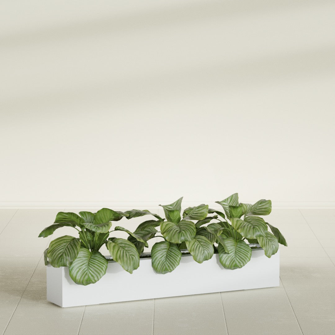 Salon Box fiberglass planter in Gloss Bright White, shown planted, in a sunlit interior
