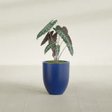 Valencia Tapered Round fiberglass planter in Matte Cobalt Blue, shown planted, in a sunlit interior