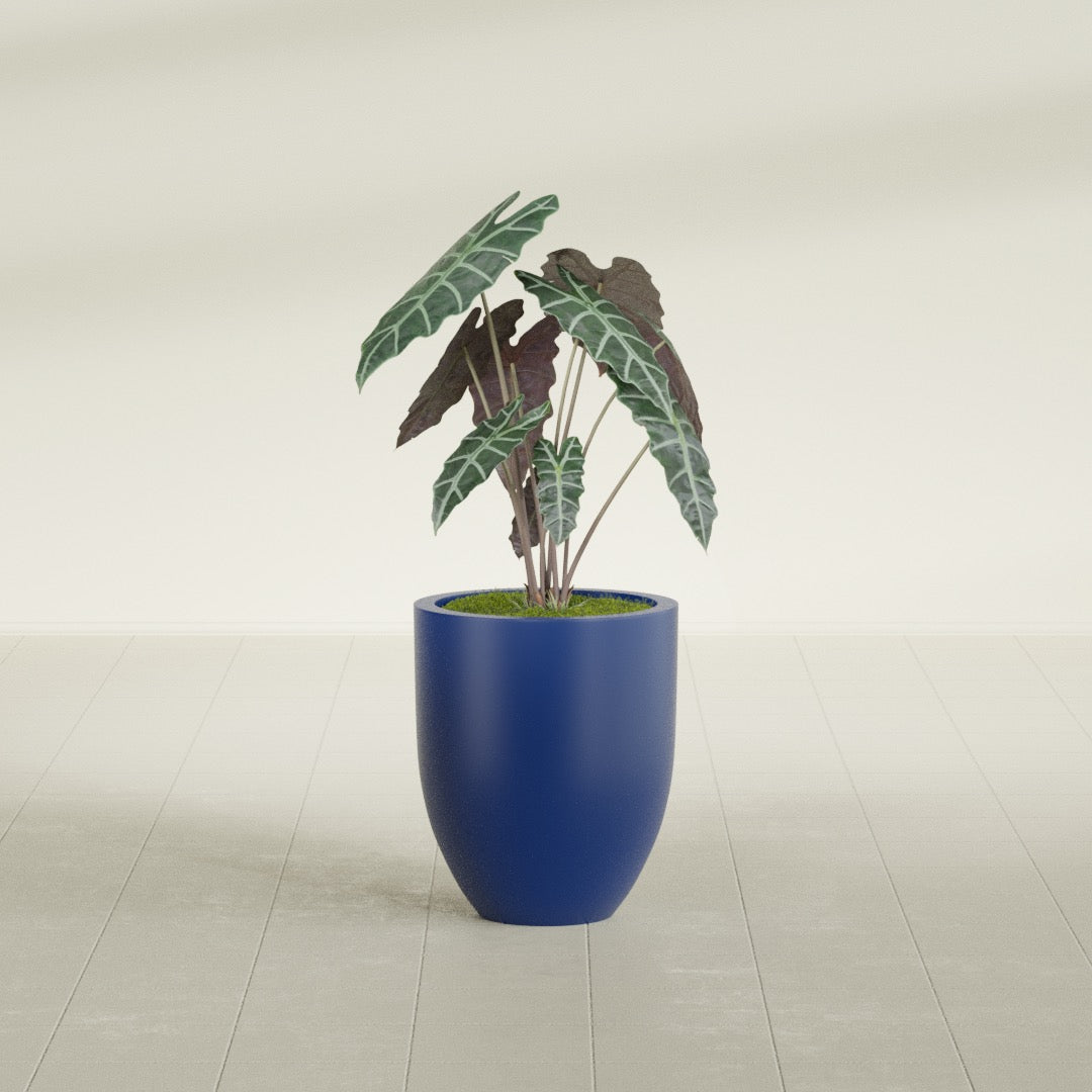 Valencia Tapered Round fiberglass planter in Matte Cobalt Blue, shown planted, in a sunlit interior