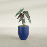 Valencia Tapered Round fiberglass planter in Matte Cobalt Blue, shown planted, in a sunlit interior