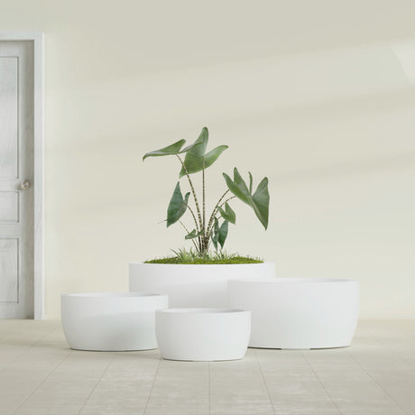 Casablanca Bowl fiberglass planter in Matte Bright White, size range, in a sunlit interior