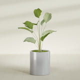 Rio Grande Cylinder fiberglass planter in Metallic Silver, shown planted, in a sunlit interior