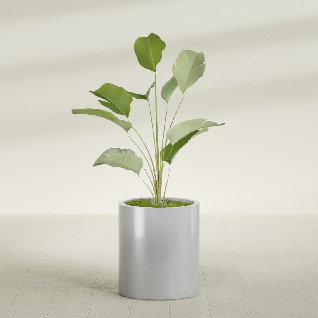 Rio Grande Cylinder fiberglass planter in Metallic Silver, shown planted, in a sunlit interior