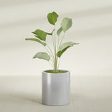 Rio Grande Cylinder fiberglass planter in Metallic Silver, shown planted, in a sunlit interior