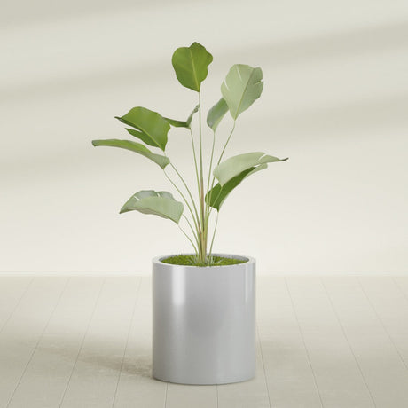 Rio Grande Cylinder fiberglass planter in Metallic Silver, shown planted, in a sunlit interior