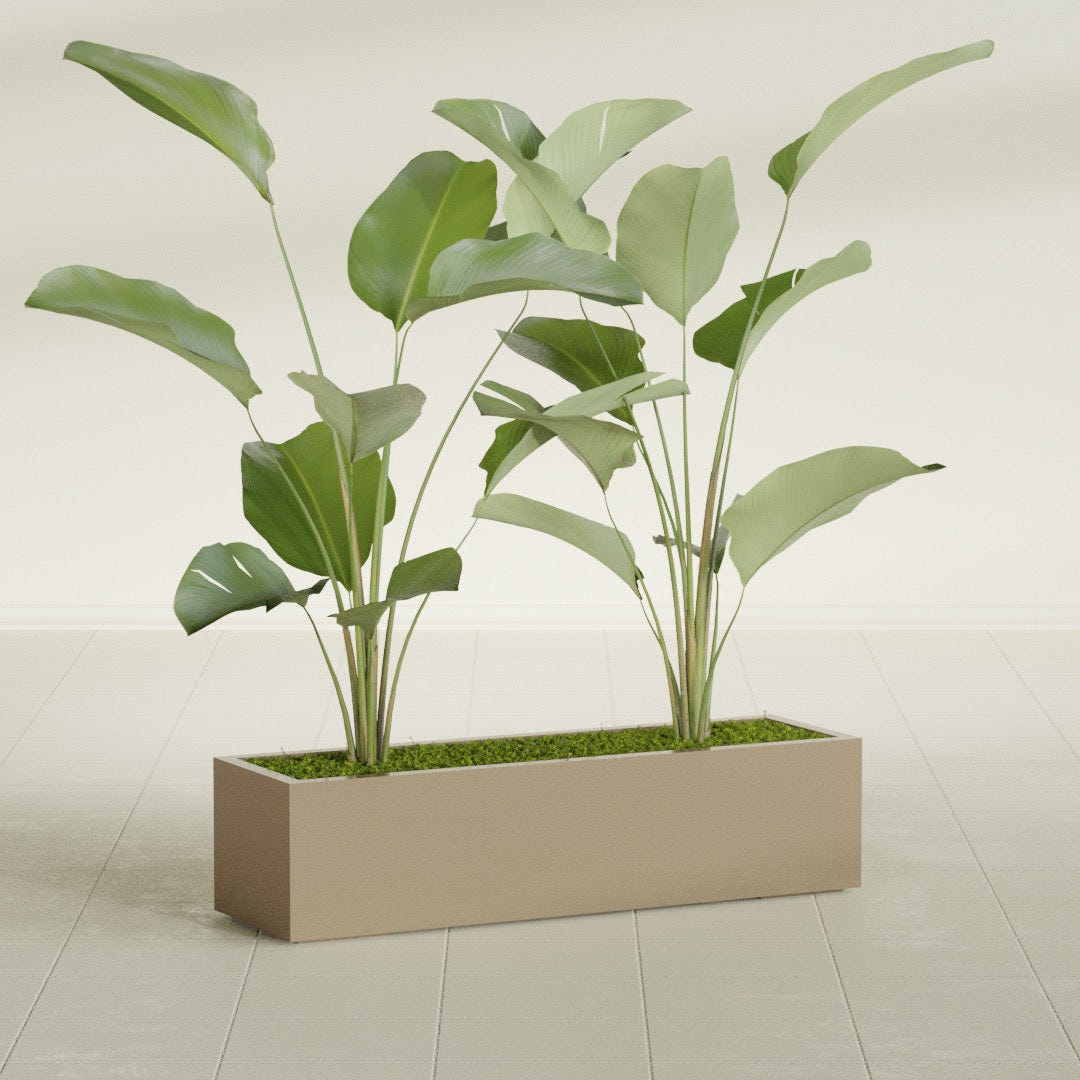 Cuba Low Rectangular fiberglass planter in Gloss Metallic Gold, shown planted, in a sunlit interior
