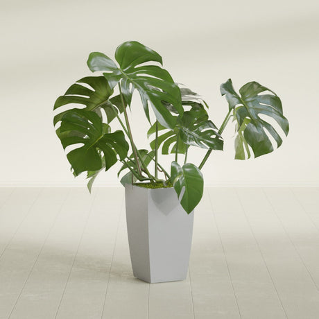 Toulan Tapered Square fiberglass planter in Metallic Silver, shown planted, in a sunlit interior