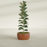 Casablanca Bowl fiberglass planter in Matte Terra Cotta, shown planted, in a sunlit interior