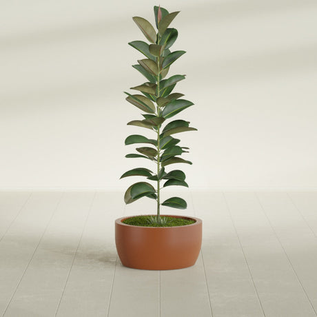 Casablanca Bowl fiberglass planter in Matte Terra Cotta, shown planted, in a sunlit interior