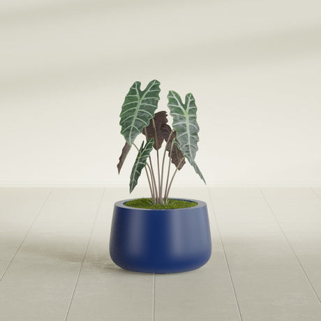 Short Hayden Bowl fiberglass planter in Matte Cobalt Blue, shown planted, in a sunlit interior