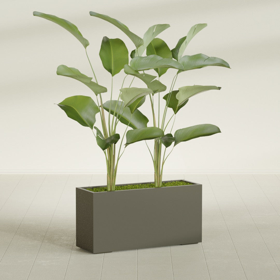 Tolga Rectangular fiberglass planter in Matte Bronze, shown planted, in a sunlit interior