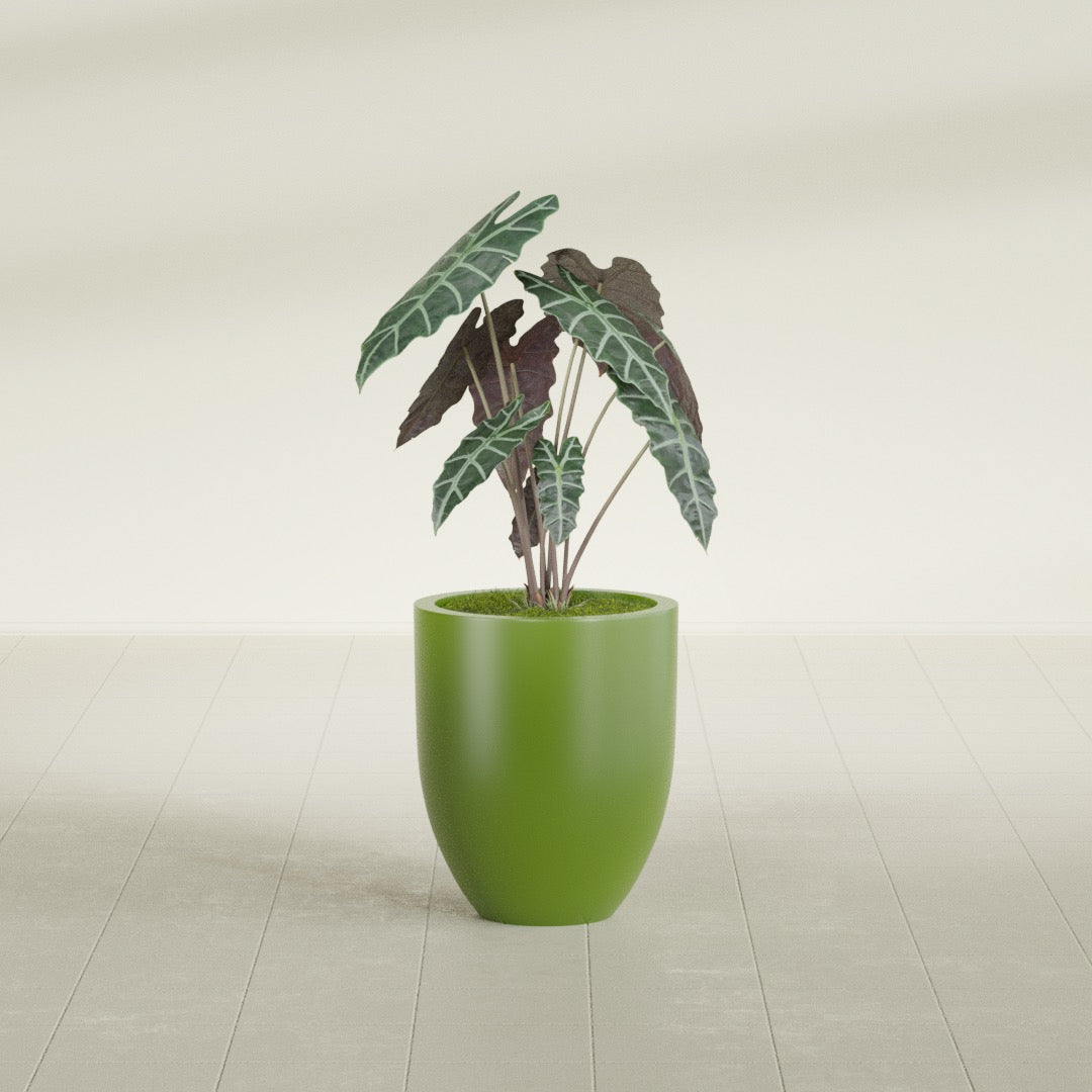 Valencia Tapered Round fiberglass planter in Satin Green, shown planted, in a sunlit interior