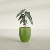 Valencia Tapered Round fiberglass planter in Satin Green, shown planted, in a sunlit interior