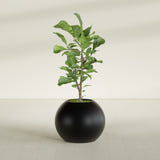 Globe fiberglass planter in Matte Black, shown planted, in a sunlit interior