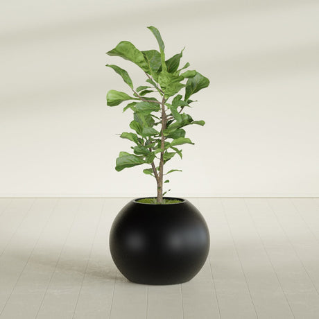 Globe fiberglass planter in Matte Black, shown planted, in a sunlit interior