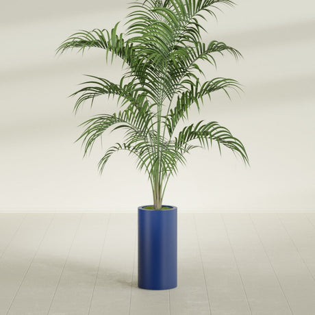 Corry Cylinder fiberglass planter in Matte Cobalt Blue, shown planted, in a sunlit interior