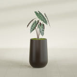 Hayden Urn fiberglass planter in Matte Dark Brown, shown planted, in a sunlit interior