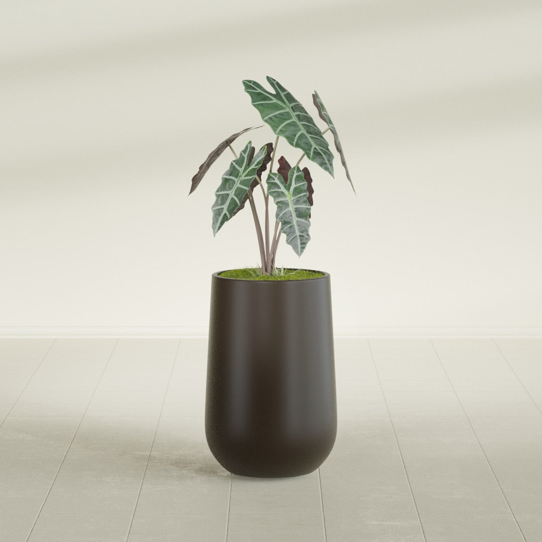 Hayden Urn fiberglass planter in Matte Dark Brown, shown planted, in a sunlit interior