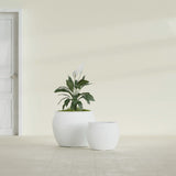 Shanghai Fishbowl fiberglass planter in Matte Bright White, size range, in a sunlit interior