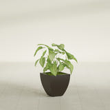 Lima Tapered Square fiberglass planter in Matte Dark Brown, shown planted, in a sunlit interior