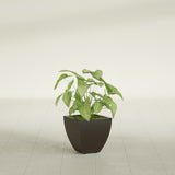 Lima Tapered Square fiberglass planter in Matte Dark Brown, shown planted, in a sunlit interior