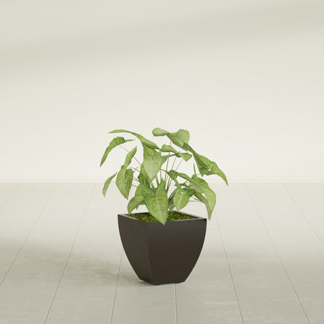 Lima Tapered Square fiberglass planter in Matte Dark Brown, shown planted, in a sunlit interior