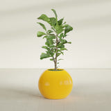 Globe fiberglass planter in Gloss Saffron, shown planted, in a sunlit interior